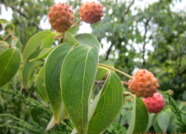 Happy Easter Friday 29 March 2013_2510_2