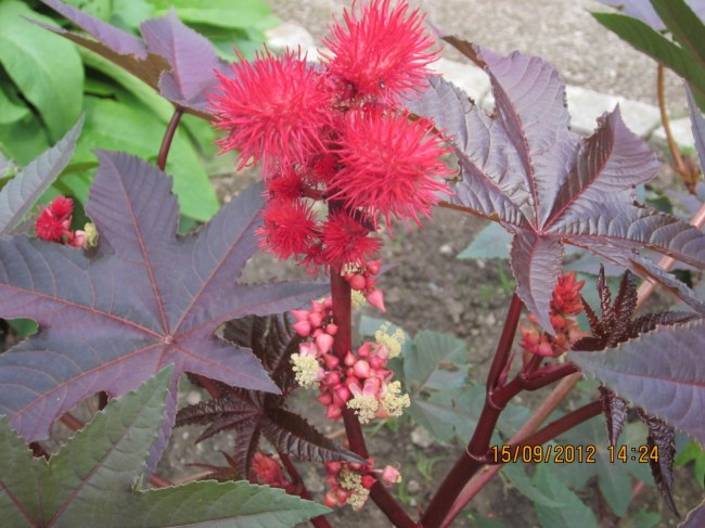 Ricinus communis Friday 8 March 2013_2682