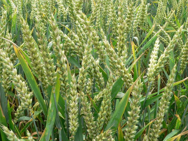 Common Wheat (Triticum aestivum L) near Auvers-sur-Oise, France, June 2007