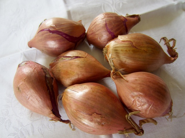 Shallot myfavouritepastime.com
