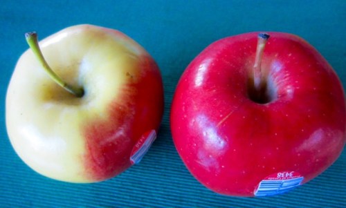 Ambrosia Apple myfavouritepastime.com