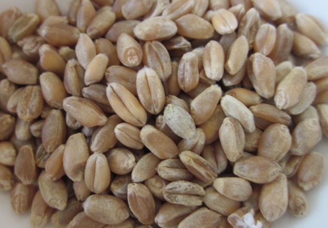 Hard Wheat Kernel myfavoritepastime.com