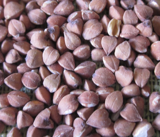 Whole Toasted Buckwheat (Kasha) myfavouritepastime.com