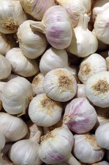 Garlic myfavouritepastime.com