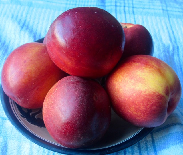 Nectarine myfavouritepastime.com Nectarine myfavouritepastime.com