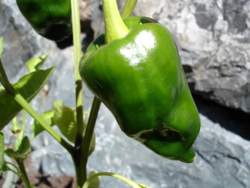 poblano-pepper-myfavouritepastime-com