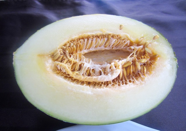 How do you know when a Piel de Sapo (Santa Claus Melon) is ripe?