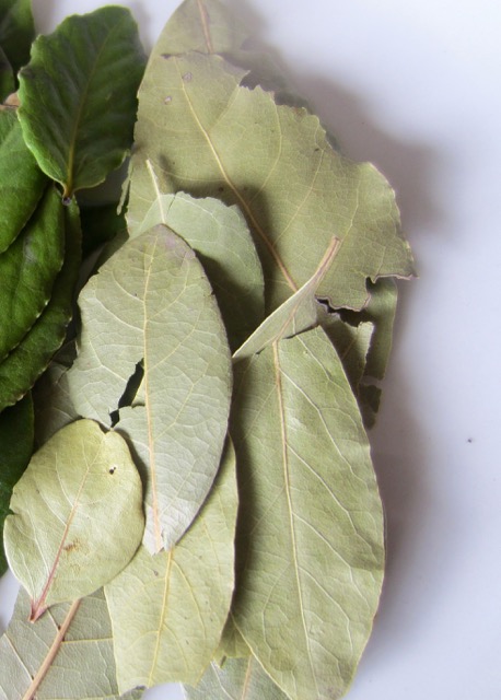 Bay Laurel (Laurus nobilis) myfavouritepastime.com