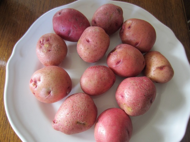 Red Potato myfavouritepastime.com
