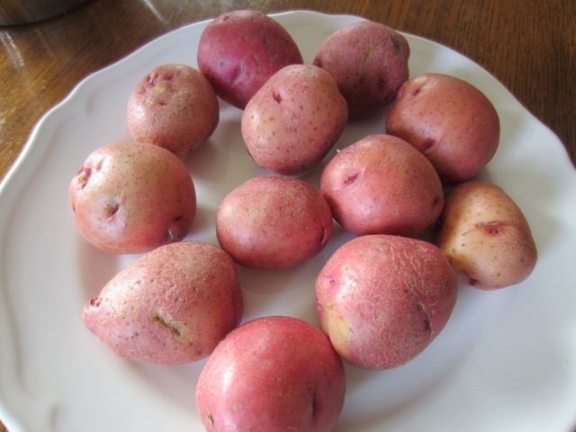 Red Potato myfavouritepastime.com