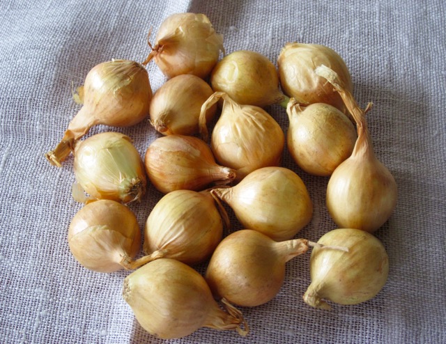 Gold Pearl Onions myfavouritepastime.com