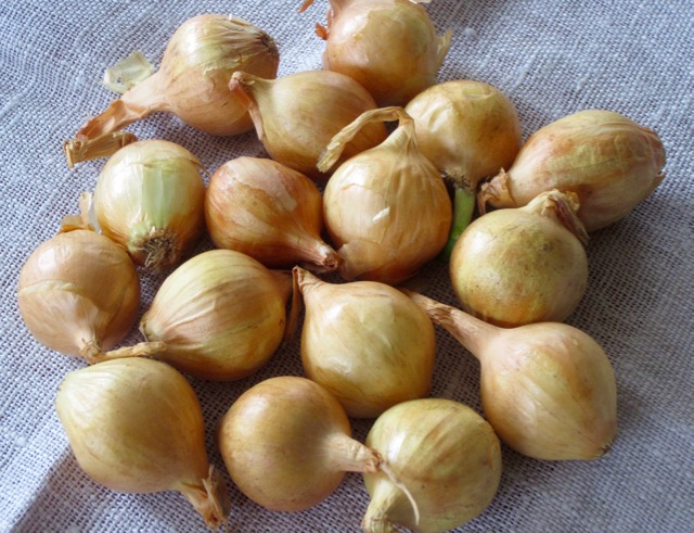 Gold Pearl Onions myfavouritepastime.com