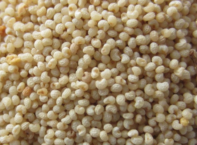 Close up -White Poppy Seeds myfavouritepastime.com