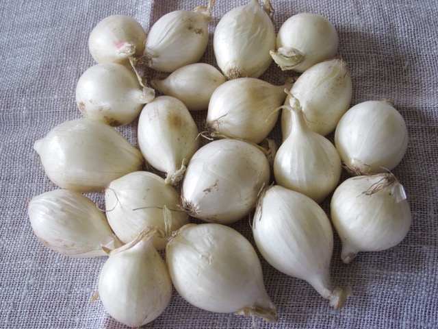White Pearl Onions myfavouritepastime.com