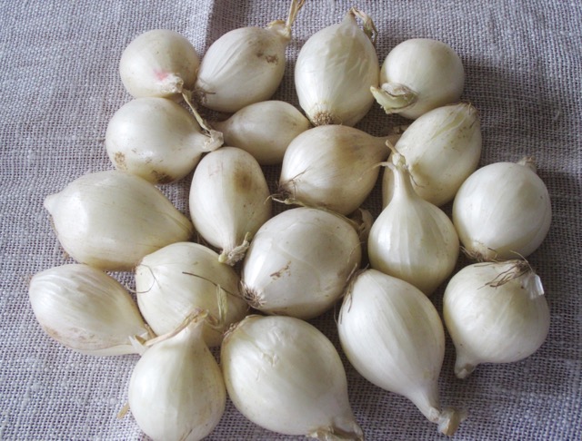 White Pearl Onions myfavouritepastime.com