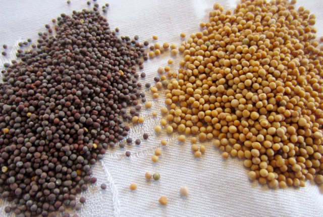 Brown and Yellow Mustard Seeds myfavouritepastime.com Brown and Yellow Mustard Seeds myfavouritepastime.com