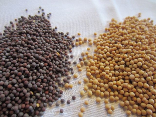 Brown and Yellow Mustard Seeds myfavouritepastime.com