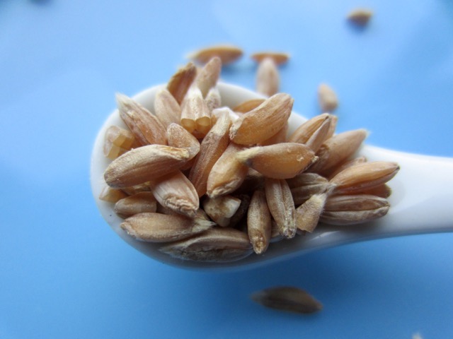 Organic Farro, semi-pearled myfavouritepastime.com