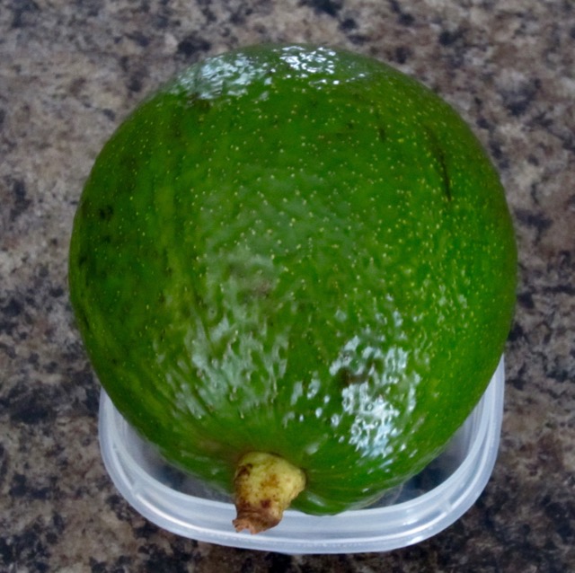 What is Bruce Avocado? – My Favourite Pastime