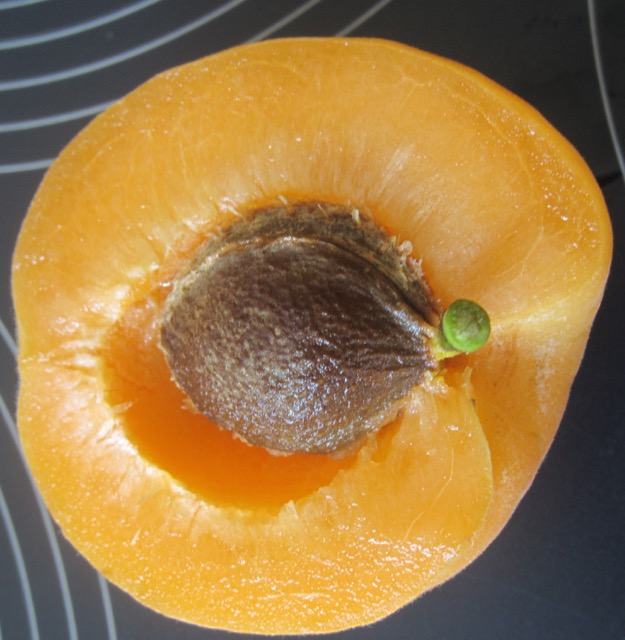 What is an Apricot? myfavouritepastime.com