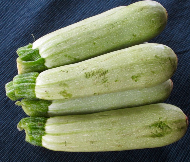 Grey Zucchini myfavouritepastime.com Grey Zucchini myfavouritepastime.com